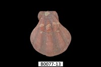 藏品(芬香海扇蛤(錢包海扇蛤))的圖片